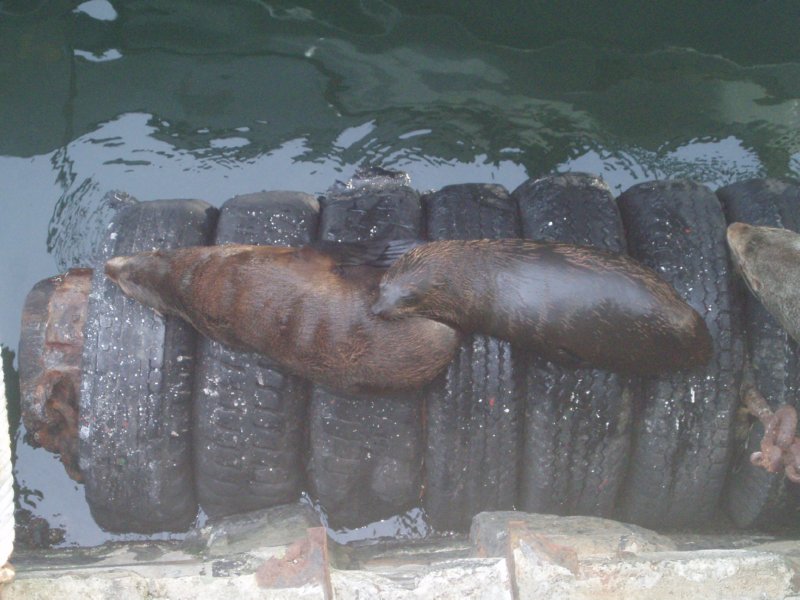 KeHa_in_South_Africa - 056